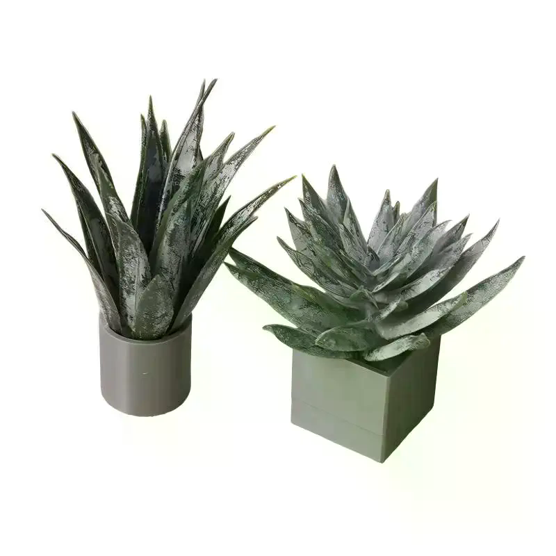 Ornamen Tanaman Lidah Buaya Mi - Aloe Vera Pot ulasan dan harga