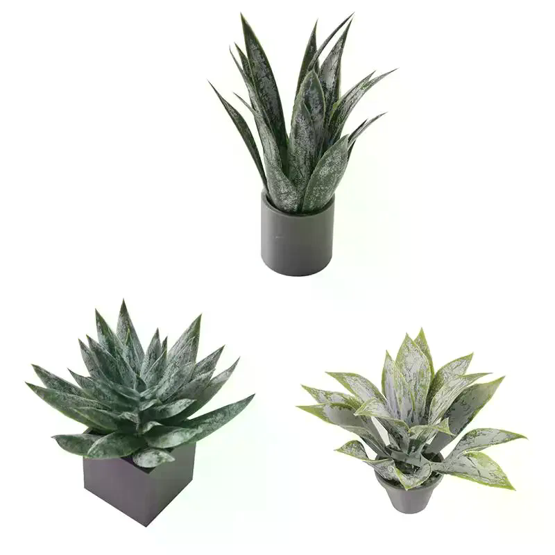 Ornamen Tanaman Lidah Buaya Mi - Aloe Vera Pot ulasan dan harga