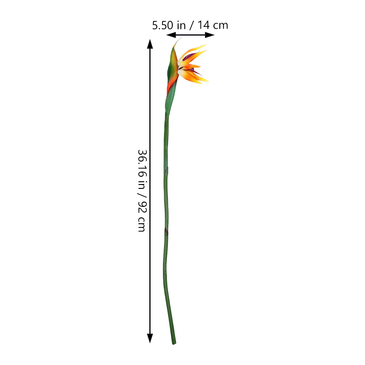 Tanaman Burung Cinta Buatan, B - Bird Paradise Strelitzia ulasan dan harga