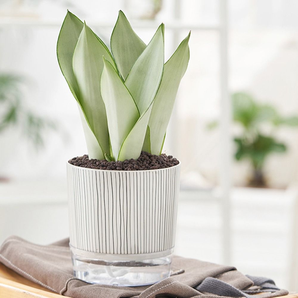 Pot Tanaman Transparan dengan  - Aloe Vera Pot ulasan dan harga